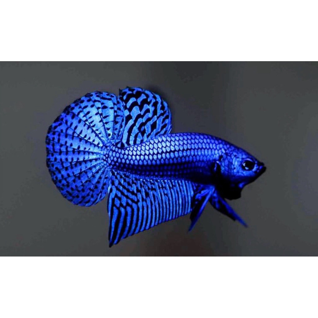 stiker cupang plakat alien blue corak bagus mental galak