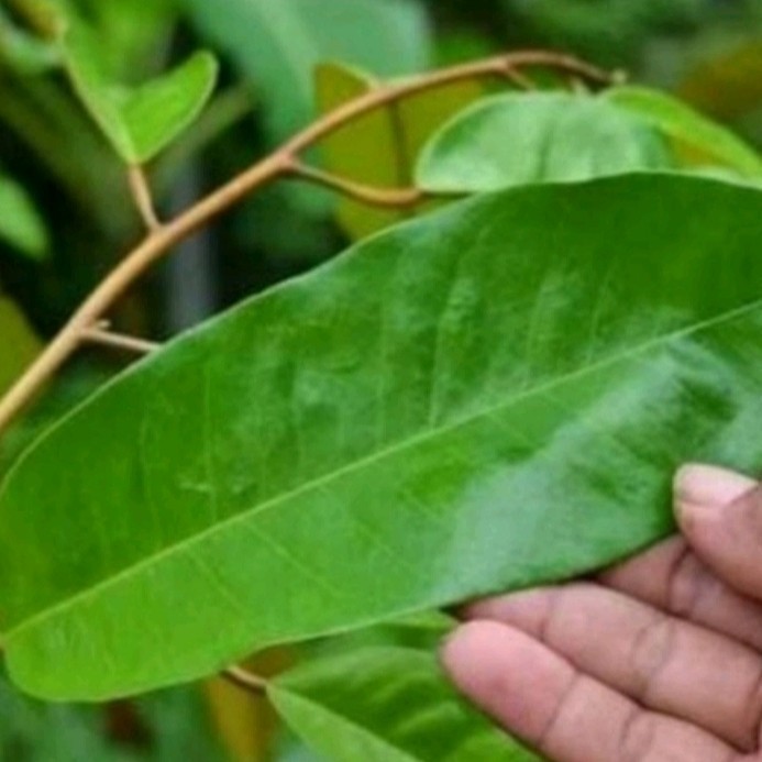 

peromo daun duren herbal alami / 50 lembar Rempah_herbalCo