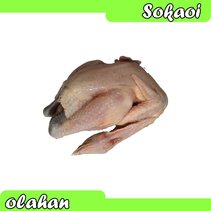 

DAGING AYAM KAMPUNG SEGAR AYAM KAMPUNG FRESH