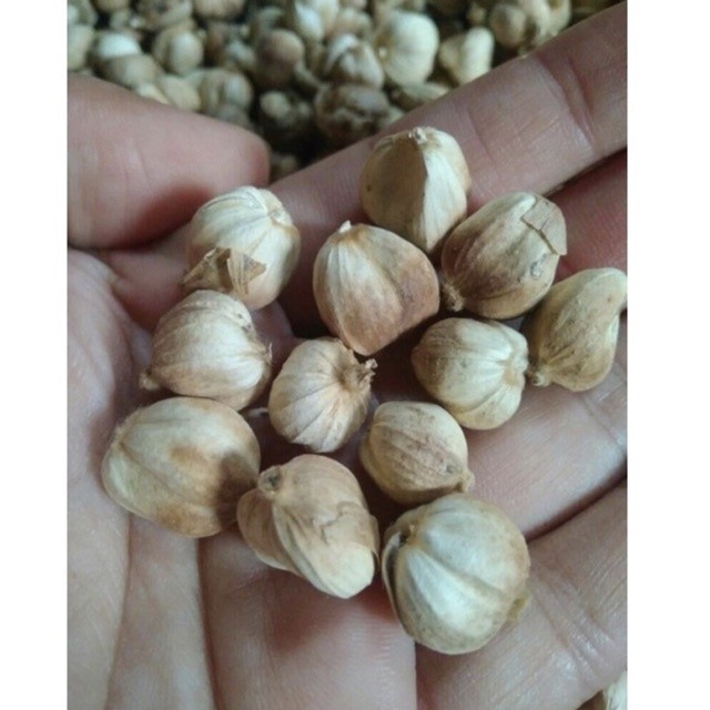 

2kg kapulaga jawa kering premium quality