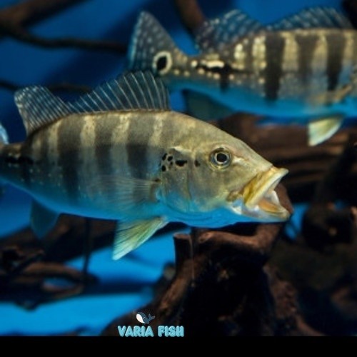 Best seller pbass azul 5-6 cm pbass