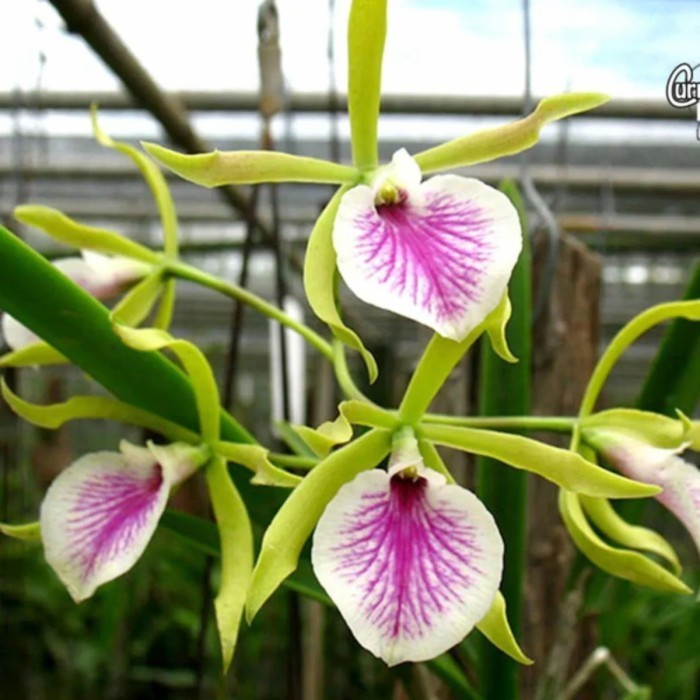 Anggrek Jairak Kiss CATTLEYA Bumi Orchids Mericlone