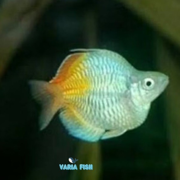 RAINBOW BOSEMANI BALON sb short body