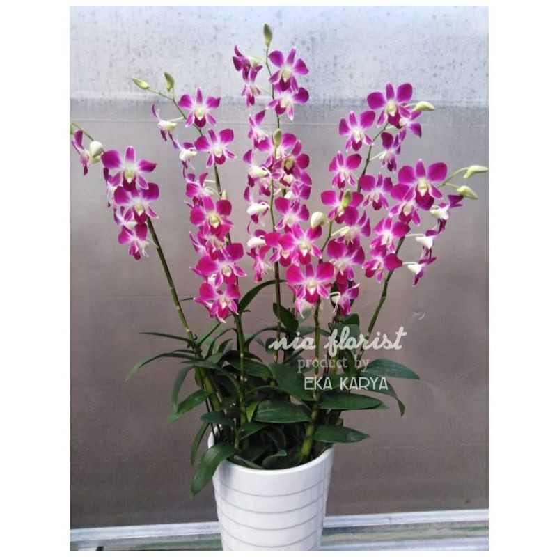 anggrek Dendrobium Sonia dewasa siap berbunga