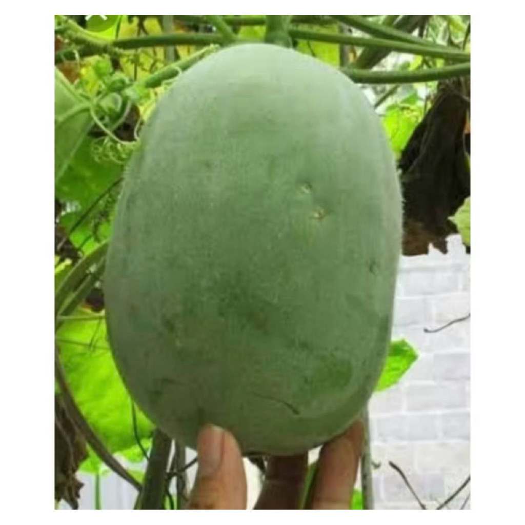 

TERMURAH BUAH BLIGO / BUAH KUNDUR / WINTER MELON 1 - 1,5 KG