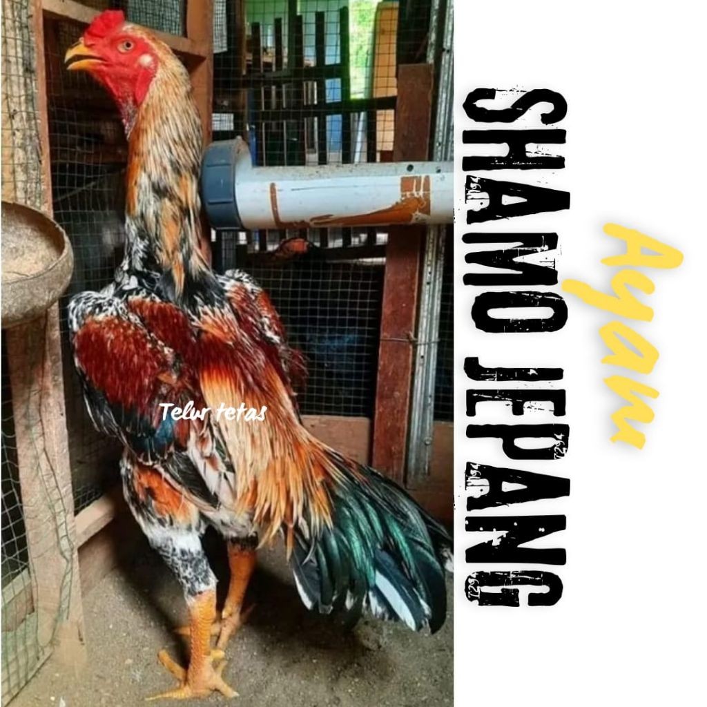 

telur ayam shamo jepang ori bisa untuk di tetaskan