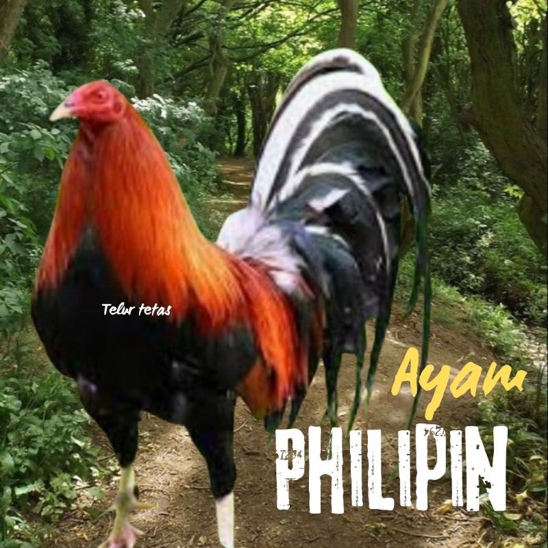 

telur ayam philipin asli petarung bisa di tetaskan