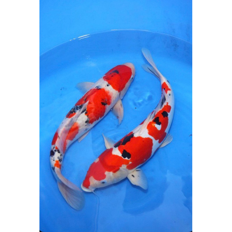 PROMO MURAH Ready Koi Showa Paketan 2 Ekor Super Cantik Blitar Berquality Grade A