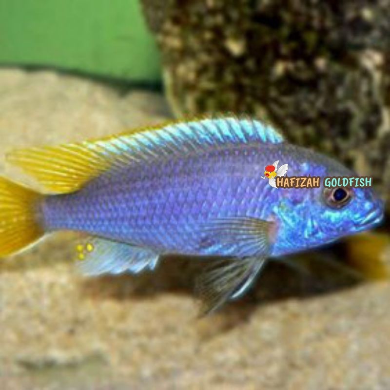 acei yellow tail cichlid 6-7 cm