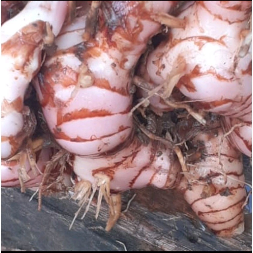 

lengkuas merah /laja bereum 1kg fresh