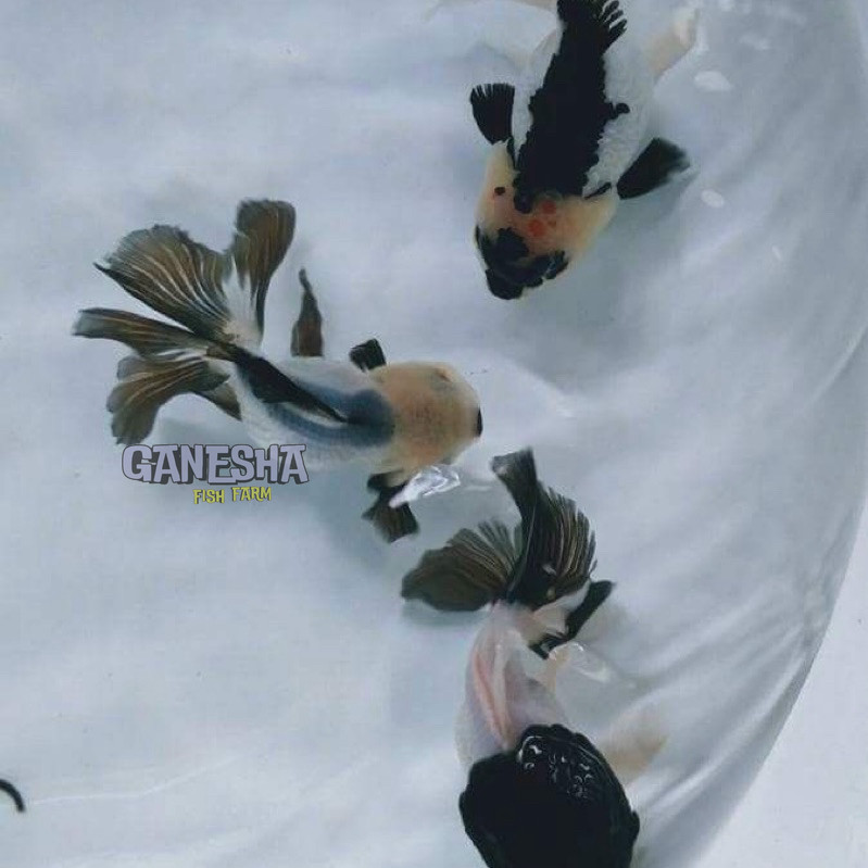 

mas koki panda super PAKET ISI 2 cantik grade A+ 6-7 CM