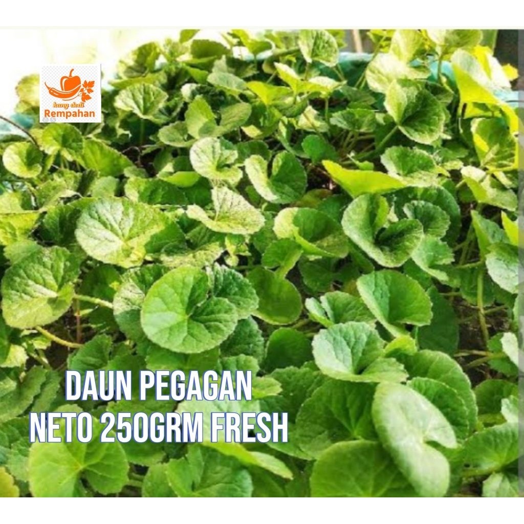 

Abh daun pegegan segar fresh