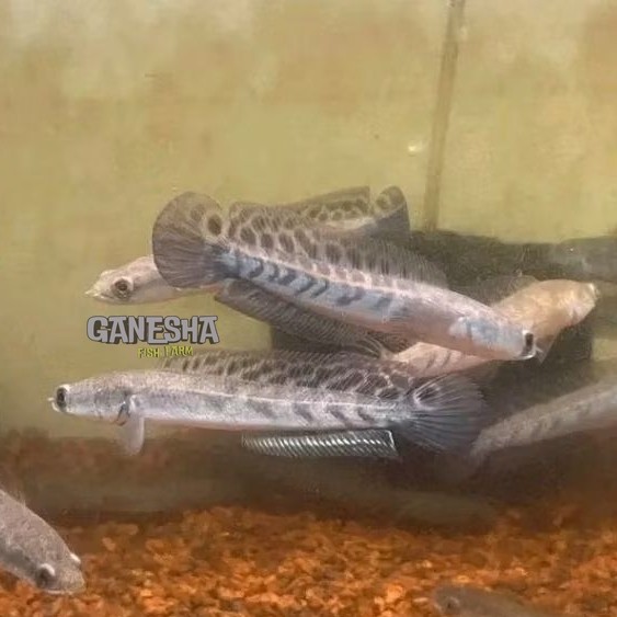 Ys Batik/Maru Batik/Yellow Sentarum Batik 7-10 Premium cabung