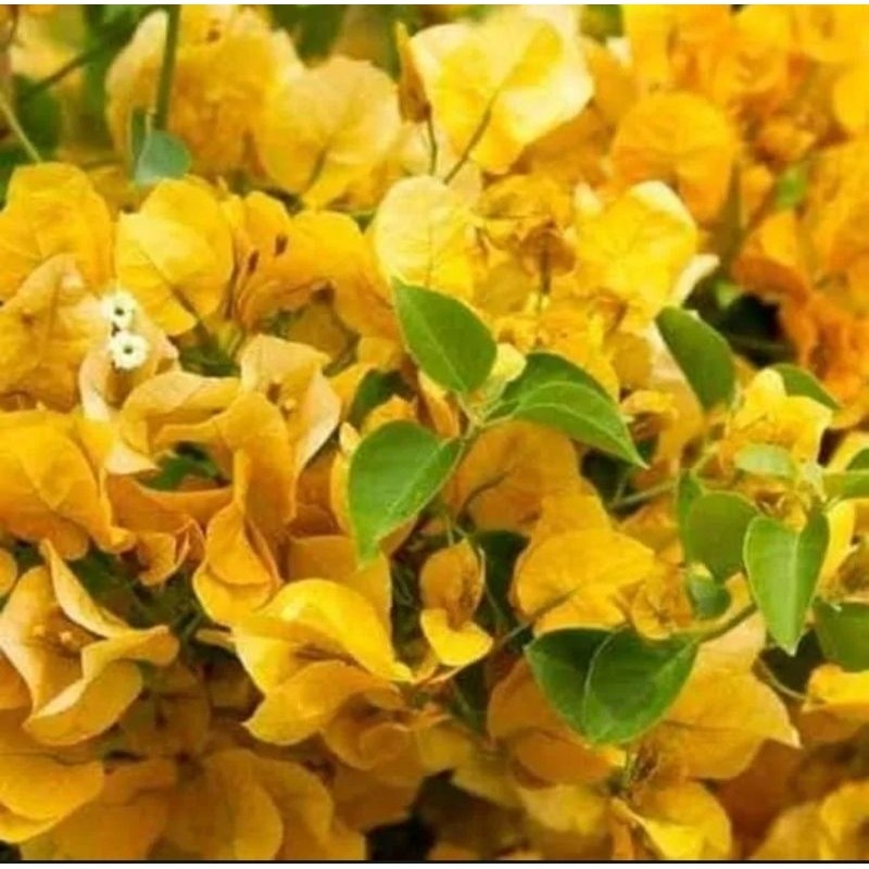 tanaman hias bougenville bunga Kuning/ bunga kertas kuning