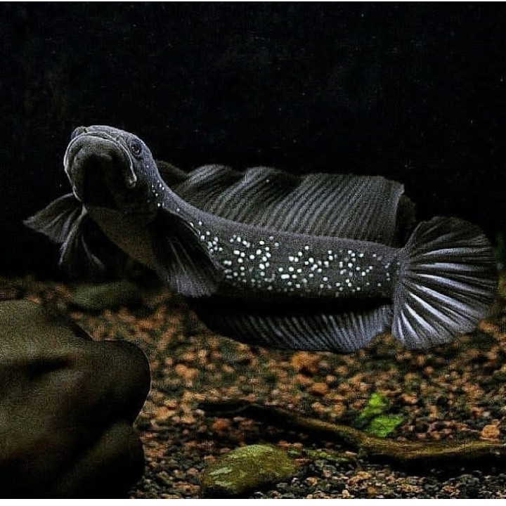 promo gacor CHANNA ASIATICA WS JUMBO 26 CM BAHAN KONTES GRADE A