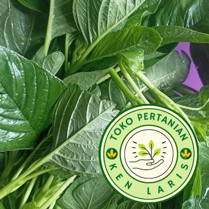 READY BIBIT BAYAM PETIK ️ 1000 BENIH ️