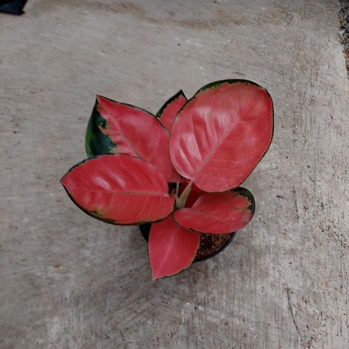 Aglonema Red Cherry - Aglo - Aglonema PROMO MURAH