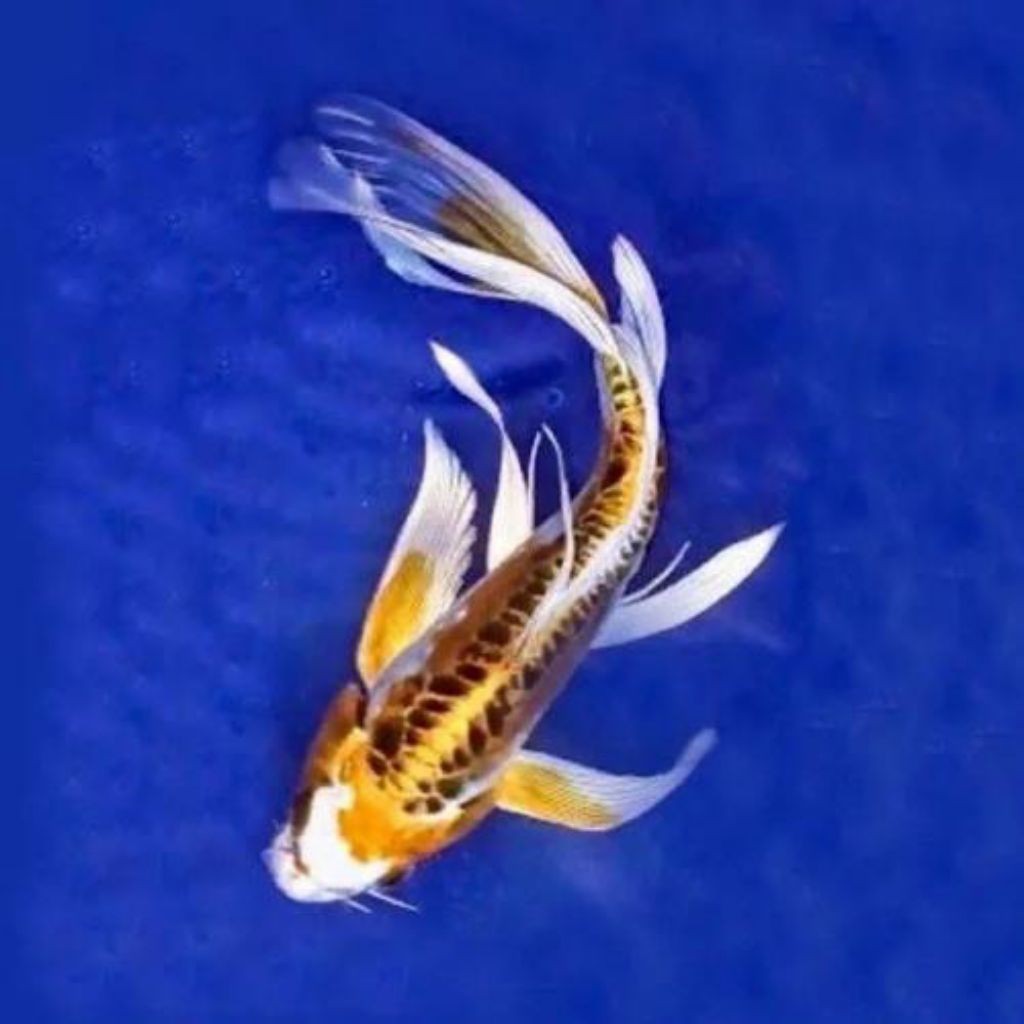 Ikan hias Koi Metalik slayer bibit paketan 10 ekor