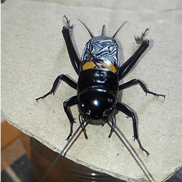 JANGKRIK ( SUPER BESAR ) jangkrik aduan super jumbo siap tempur