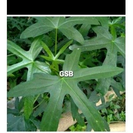 

New daun gedi herbal 500 gr