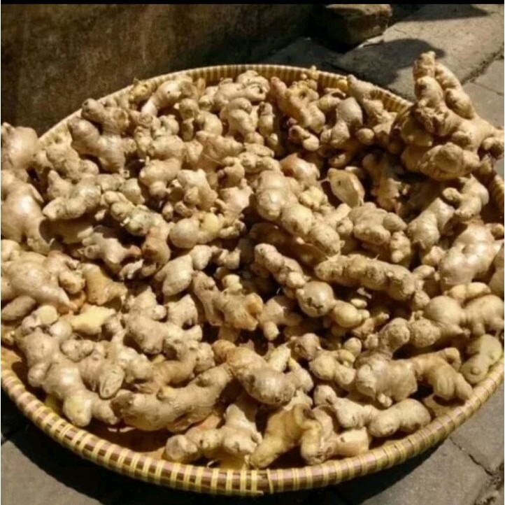 

Bersih dan Segar Jahe Emprit Kualitas Super 1 Kg