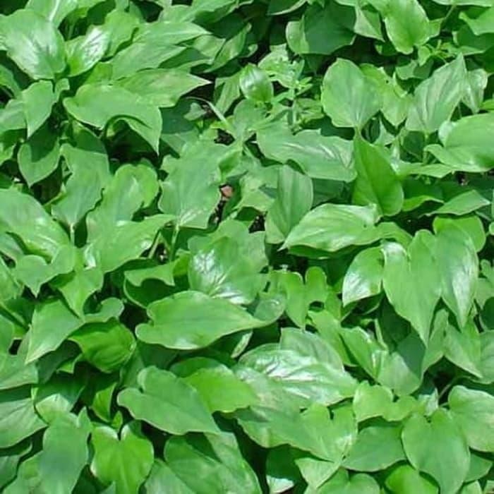 

Ready stok keladi tikus siap kirim d petik saat orderan masuk