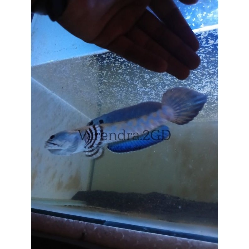 RECOMENDED Blue.Pulchra 6-8 8-10 10-12cm TERLARIS