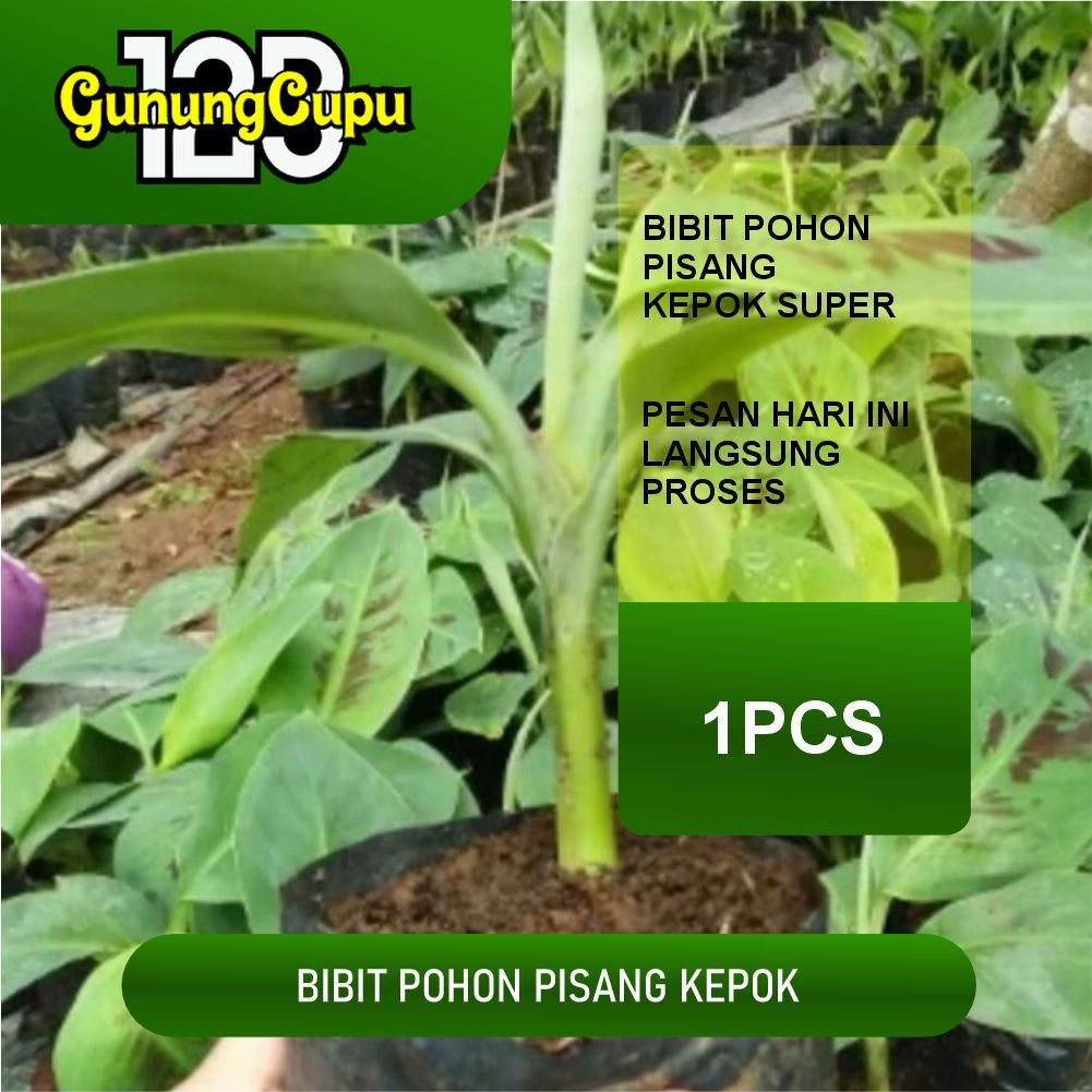 

bibit pisang kepok super Bibit tanaman pohon pisang kepok super premium siap tanam
