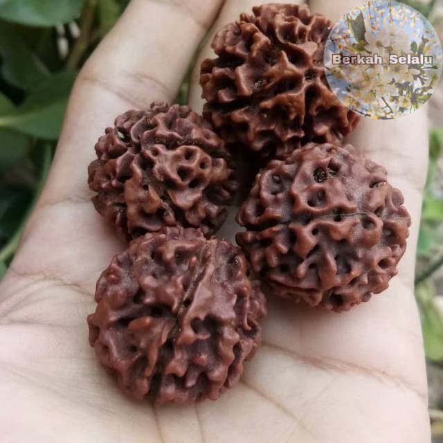 Jenitri Rudraksha Besar Jumbo Berkah_Selalu