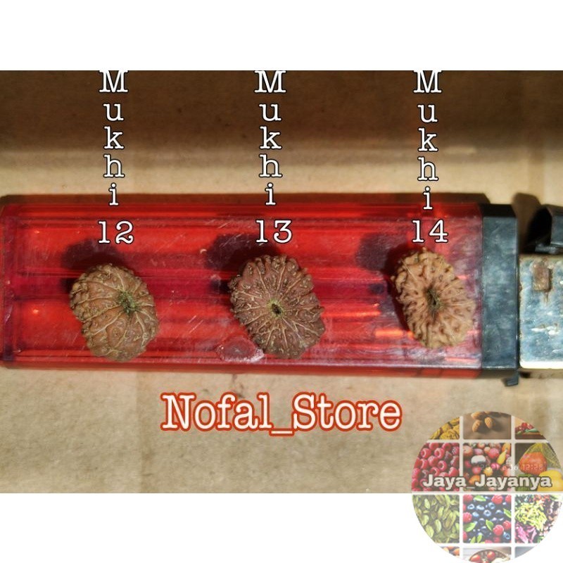 JENITRI RUDRAKSHA 1 PAKET ( MUKHI 12-13-14 ) Jaya_Jayanya