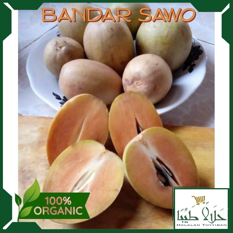 

BANDAR Buah Sawo Per-KG Kualitas Super