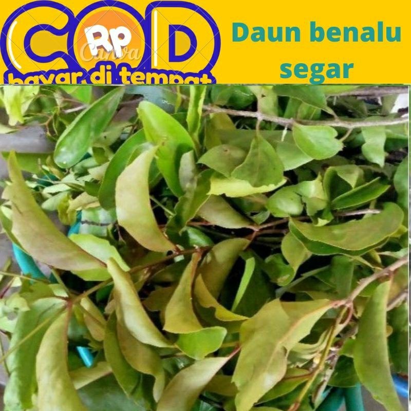 

daun benalu segar 500 gram
