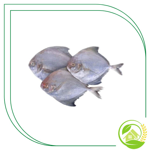 

Ikan Bawal Laut Segar 1 Kg