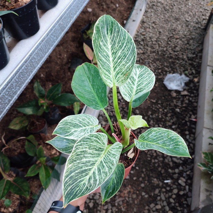 tanaman philodendron birkin varigata - Philo birkin