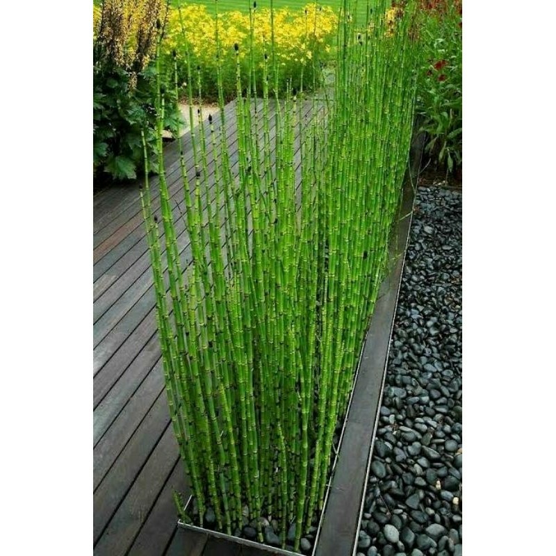 tanaman bambu air jepang indoor outdoor _ tanaman pagar bambu air bisa (COD)