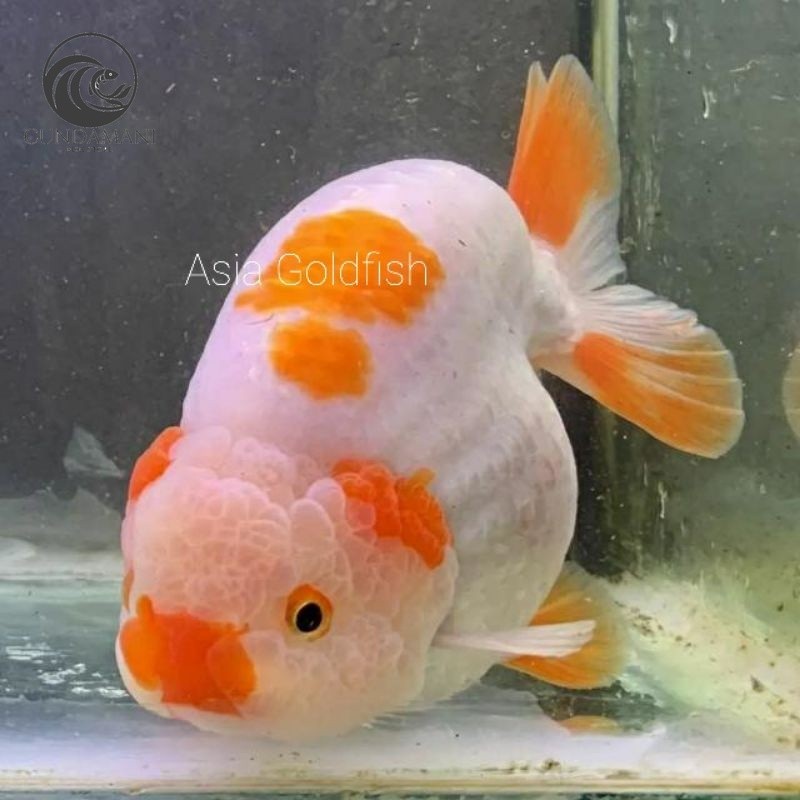 Ornamen Ranchu Lionchu Gen Jumbo Grade A kualitas Terbaik cf