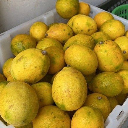

Jual Jeruk Lemon California Kualitas Riject by Suur Lemoen ID 500 gram
