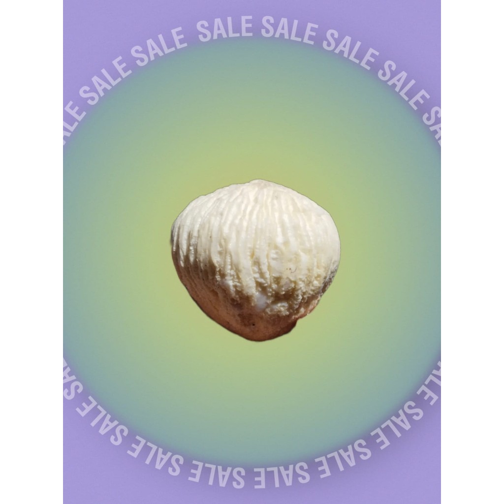 

Kentos Kelapa Berkualitas - 1 pcs