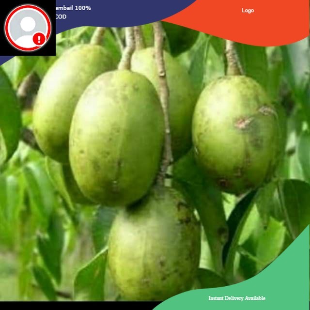 

Buah kedondong fresh 1kg