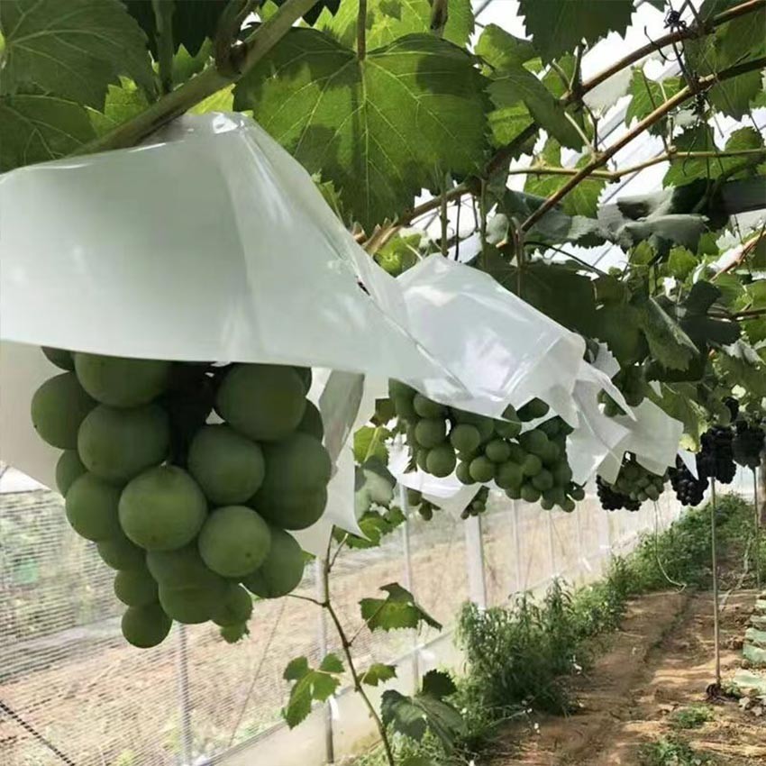 OneKlik - Payung Anggur Fruit Cover Pembungkus Pelindung buah Waterproof Anti UV