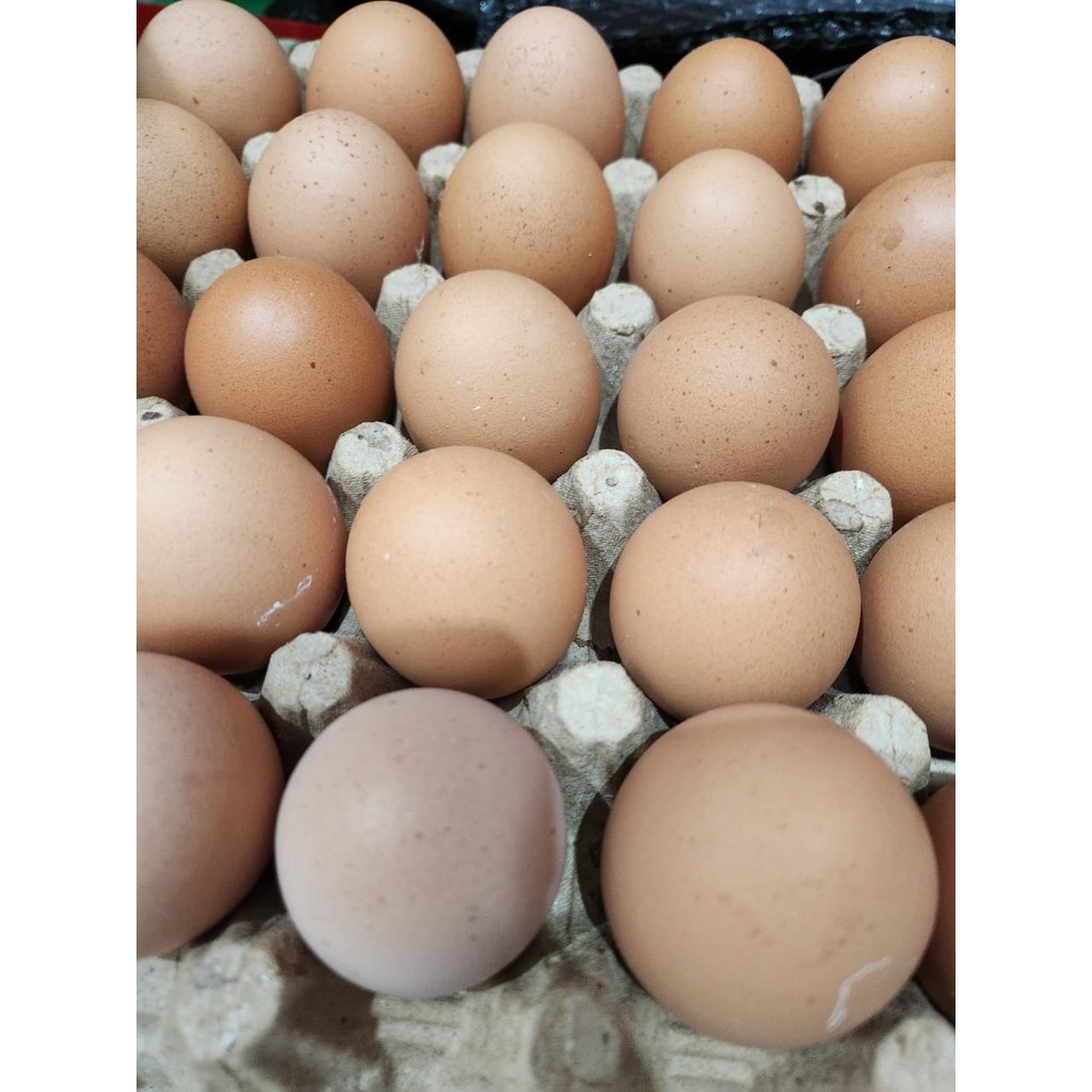 

TELUR EROPA 10 BUTIR