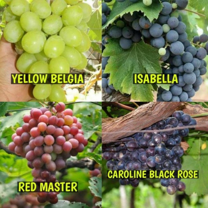 Bibit Anggur 1 Paket Isi 4 Jenis Anggur