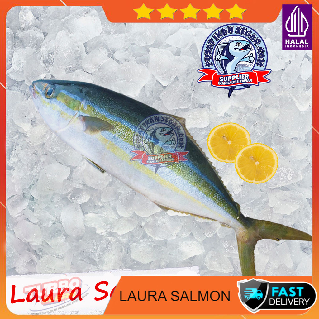 

IKAN LAURA SALMON LOKAL FRESH FROZEN 1KG