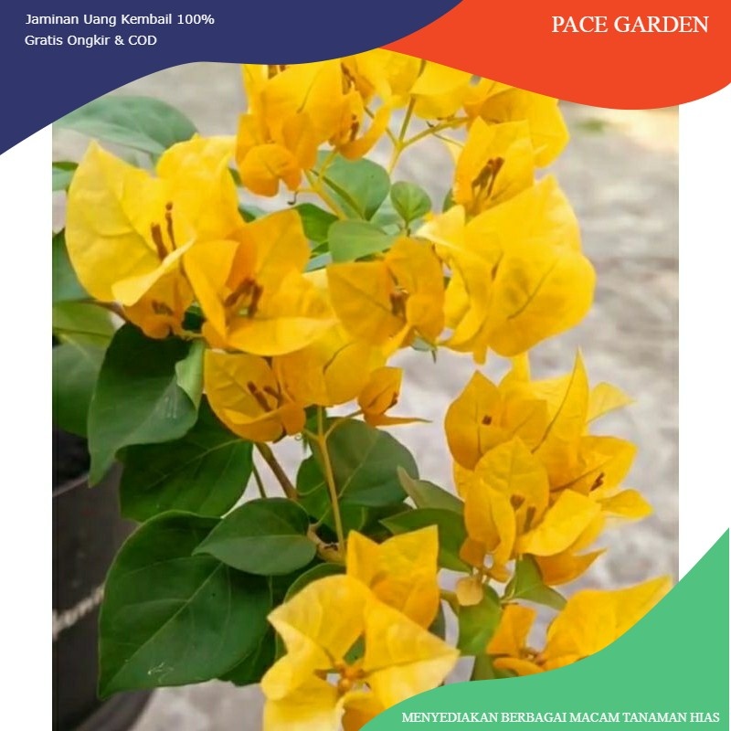 Bunga Hias Bougenville Yellow Lemon Kuning (Jenis Koleksi)