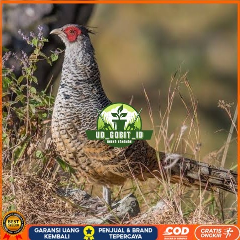 

Telur ayan hias ringneck cheer pheasant fertil siap ditetaskan UD_GOBIT_ID