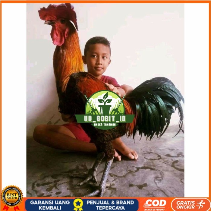 

Telur ayam pelung aduan super jumbo fertil asli siap ditetaskan - ayam pelung UD_GOBIT_ID