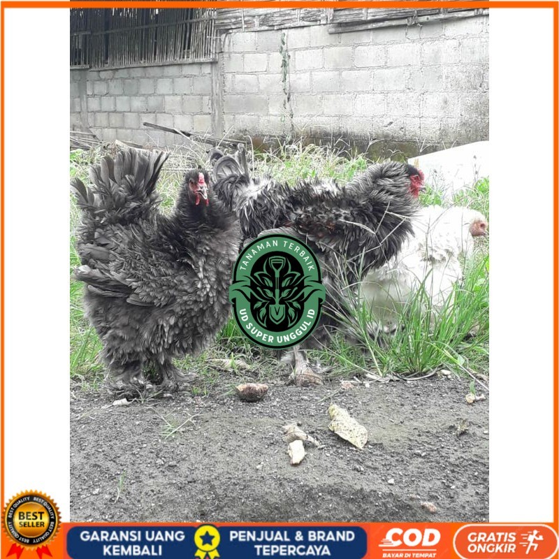 

TELUR AYAM HIAS BRAHMA BULU WALIK / AYAM BRAHMA FRIZEL UNTUK DI TETASKAN UD_SUPER_UNGGUL_ID