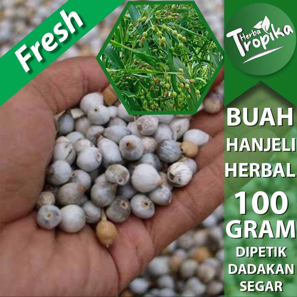 

Buah hanjeli (Coix lacryma jobi L) Obat herbal alami kanker 100 gram toko herba tropika