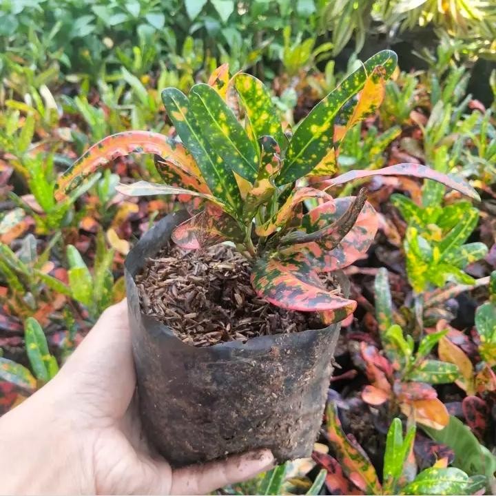 Tanaman hias puring cabe - puring cabe - pohon puring