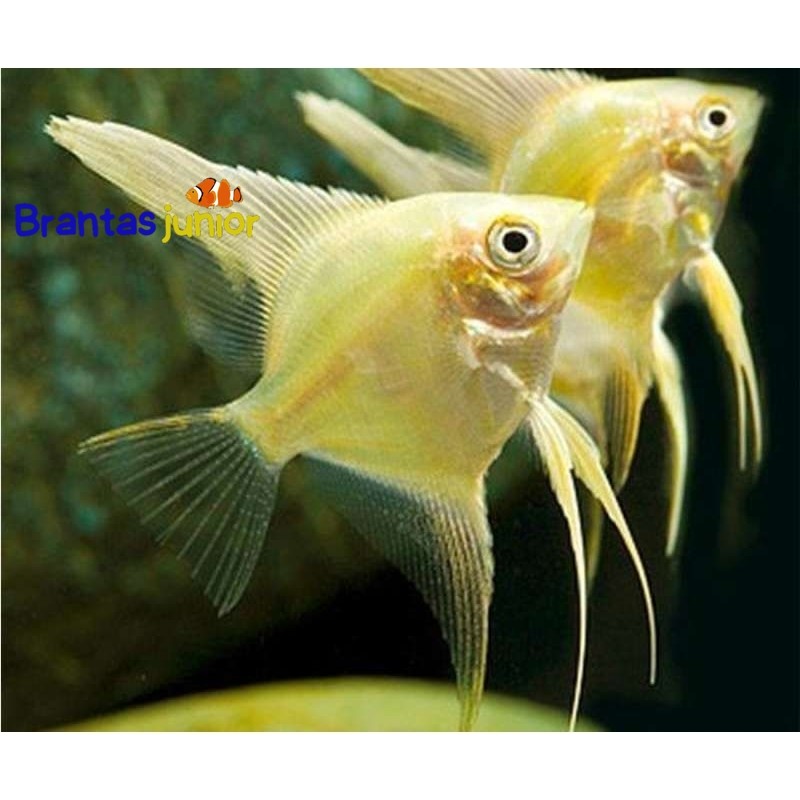 Manfish platinum golden angelfis